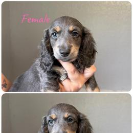 Female 1 - Gray (blue) female Dachshund puppy in Charlotte County, Florida from Doxie Den
