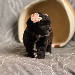 F2 100225 - Black & white female Maltipoo puppy in Bakersfield, California from Silvia's Maltipoos