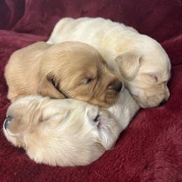 Brownie - Golden male Golden Retriever puppy in Blackfoot, Idaho from Ivy’s Goldens