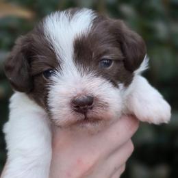 Snoopy - Parti male Schnoodle puppy in Timmonsville, South Carolina from For the LOVE of Poodles, Doodles and Sheepdogs