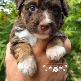Gail - Red phantom female Aussiedoodle puppy in Vinemont, Alabama from Cotton Country Kennels