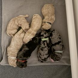 Bernedoodle, Bernese Mountain Dog, Cavalier King Charles Spaniel, Cavapoo, and Poodle Puppies from Ellas.Pups (Bernedoodles & Cavapoos)