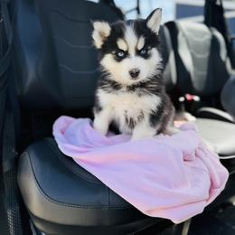 Pawris - Black and white female Pomsky puppy in Yavapai County, Arizona from Pawsh Pomskies