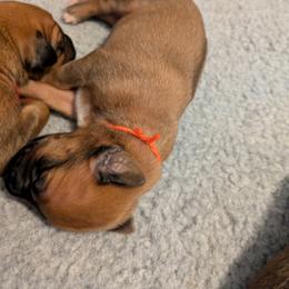 Orange collar girl - Wheaten blk nose female Rhodesian Ridgeback puppy in Middletown, Ohio from Mutare Ridgebacks