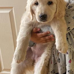 Rosalina - Light golden female Golden Retriever puppy in Auora, Colorado from Grace Skye Goldens