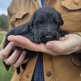 Promise (Purple) - Black female German Shepherd puppy in Columbus, Indiana from Stony Lonesome GSD