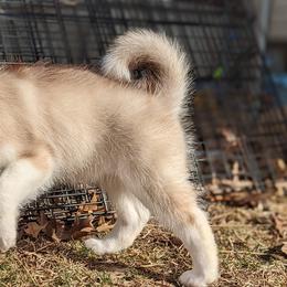 Siberian Huskies from SunnySide Siberians
