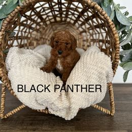 Goldendoodle Puppies from Life_on. Paws