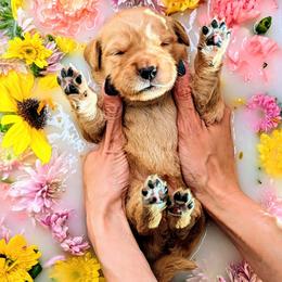 Puppy 11 - Golden female Golden Retriever puppy in San Tan Valley, Arizona from Top Gun Golden Retrievers