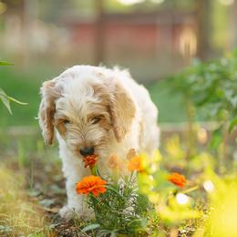 Thyme - Red roan male Cockapoo puppy in Colorado Springs, Colorado from Colorado Cockapoos