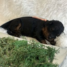 Tiger Lily - Black female Bordoodle puppy in Valley Center, California from Circle R Valley Bordoodls