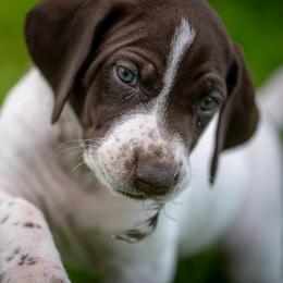 Girl 3 - female German Shorthaired Pointer puppy in Pasco, Washington from TJ’s High Country Kennel