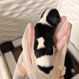 Amalthea - Tri-color female Cavalier King Charles Spaniel puppy in Tucson, Arizona from Unicorn Tears and Cavaliers