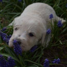 Labradoodles from Marvelous Labradoodles