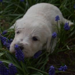 Labradoodles from Marvelous Labradoodles