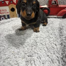 Ava - Black and tan female Dachshund puppy in Mansfield, Missouri from Owens Farm