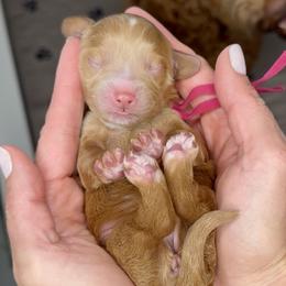 Skittles - Caramel red female Australian Labradoodle puppy in Citrus Heights, California from Elite Blend Labradoodles