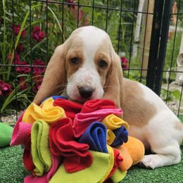 Spud - Lemon and white male Basset Hound puppy in Big Rapids, Michigan from Basket Hound Bassets