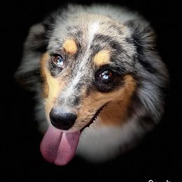 Sterling - Toy Australian Shepherd