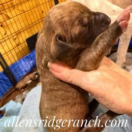 Choc Brindle Dark Choc Mask - Fawn male Great Dane puppy in Greenville, South Carolina from Allen’s Ridge Ranch