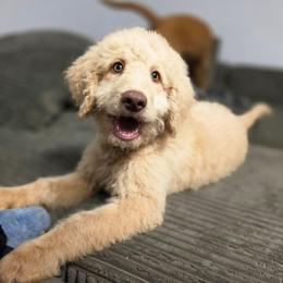 Thriller - Apricot male Labradoodle puppy in Lansing, North Carolina from Murphy Manor Mountain Doodles