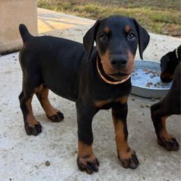 Adeline - Black and rust female Doberman Pinscher puppy in Toney, Alabama from Bhon Mhuir Dobermanns
