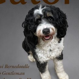 Gator - Bernedoodle
