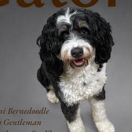 Gator - Bernedoodle
