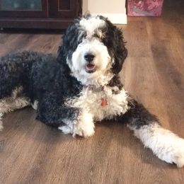 Bernedoodles from Kingdom Pups