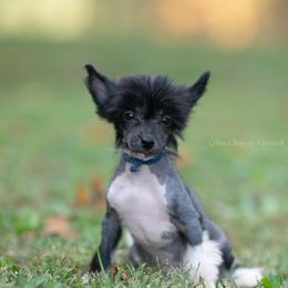 JIG Hairless male 3,000 - Black and white male Chinese Crested puppy in Kentucky from Qilin Chinese Crested