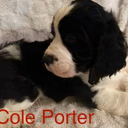 English Springer Spaniels from Lynn Bee Avenue