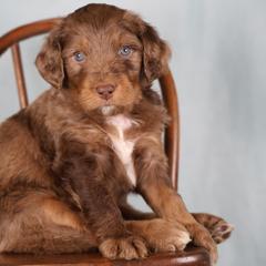 Amazon - male Golden Mountain Doodle puppy in Murray, Utah from Good Looking Dogs