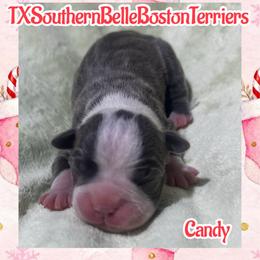 Candy - Blue female Boston Terrier puppy in Brazos Point, Texas from TX Southern Belle Bostons