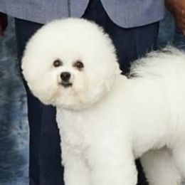 Diva - Bichon Frise