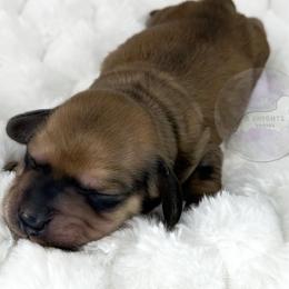 Sydney💜 - Cream female Dachshund puppy in New Braunfels, Texas from 2 Knights Doxies