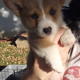 American Corgi Puppies from Whitecreek Corgis of Columbus, IN
