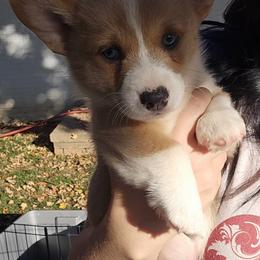 American Corgi Puppies from Whitecreek Corgis of Columbus, IN