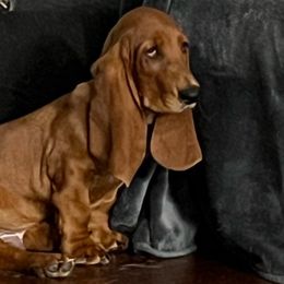 Kah-Nick - Basset Hound