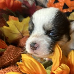 American Corgi and Pembroke Welsh Corgi Puppies from Cascadian Space Coast Corgis LLC