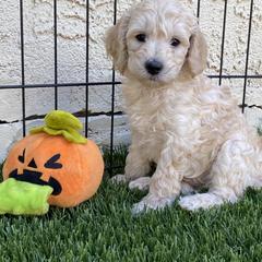 Australian Cobberdog Puppies from Mud Pies Australian Cobberdogs