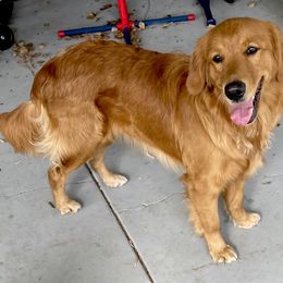 Golden Retriever Puppies from Suzy’s Golden Girls