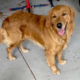 Golden Retriever Puppies from Suzy’s Golden Girls