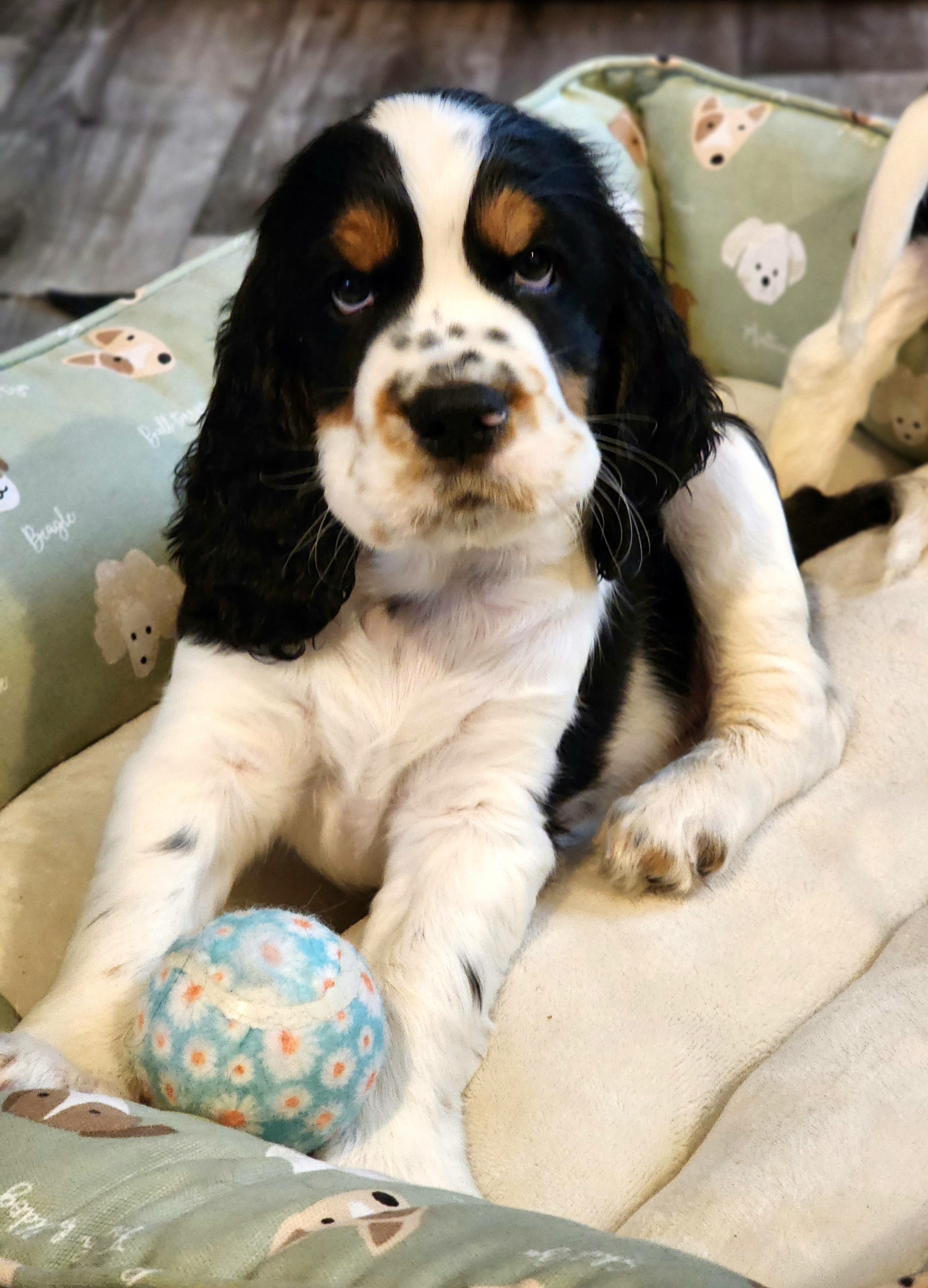 English Springer Spaniel Puppies from Seagrove Springers