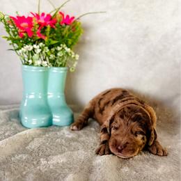 Rose - Merle female Labradoodle puppy in Elizabeth City, North Carolina from Howdy Doodles