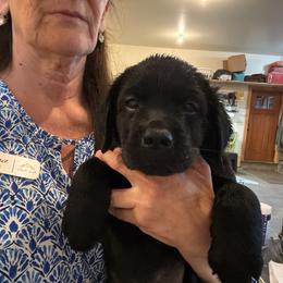 Girl 1 - Black female Labrador Retriever puppy in Remsen, New York from Lake Julia Labradors