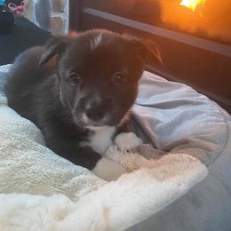 Pembroke Welsh Corgi Puppies from Annette Masly's Pembroke Welsh Corgis