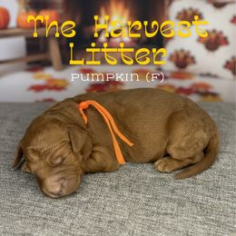 Pumpkin - Red  female Goldendoodle puppy in Houston, Texas from Golden Life Doodles