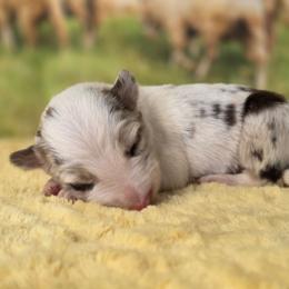 Mopple - White and red merle male Border Collie puppy in Avilla, Indiana from Borderline Kennels
