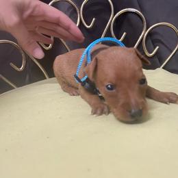 Michael - Stag red male Miniature Pinscher puppy in Lancaster, Missouri from White Stone Ranch