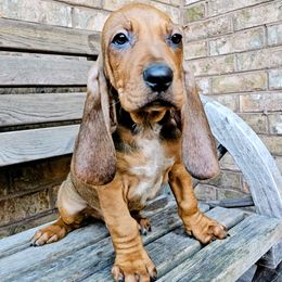 Copper - Red male Colombian Fino Hound puppy in Kingston, Tennessee from Fino Hounds USA